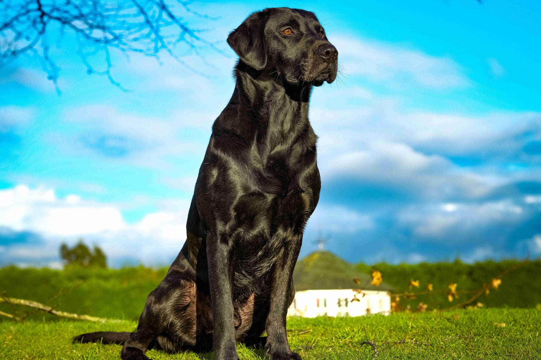 Black Labrador sitting tall on green grass under a bright blue sky
