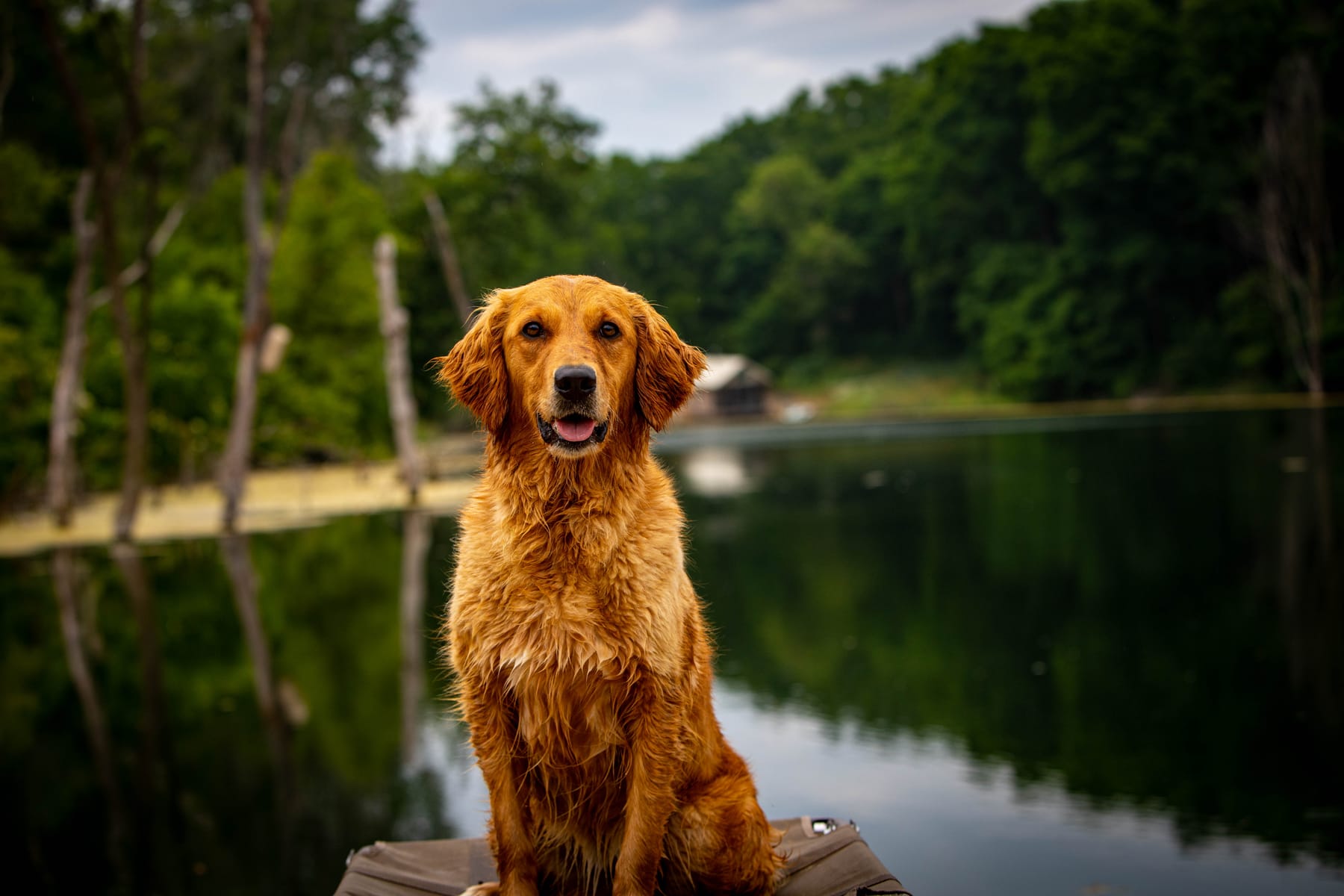 Wet golden retriever sitting on a dock in front of a still, tree-lined lake