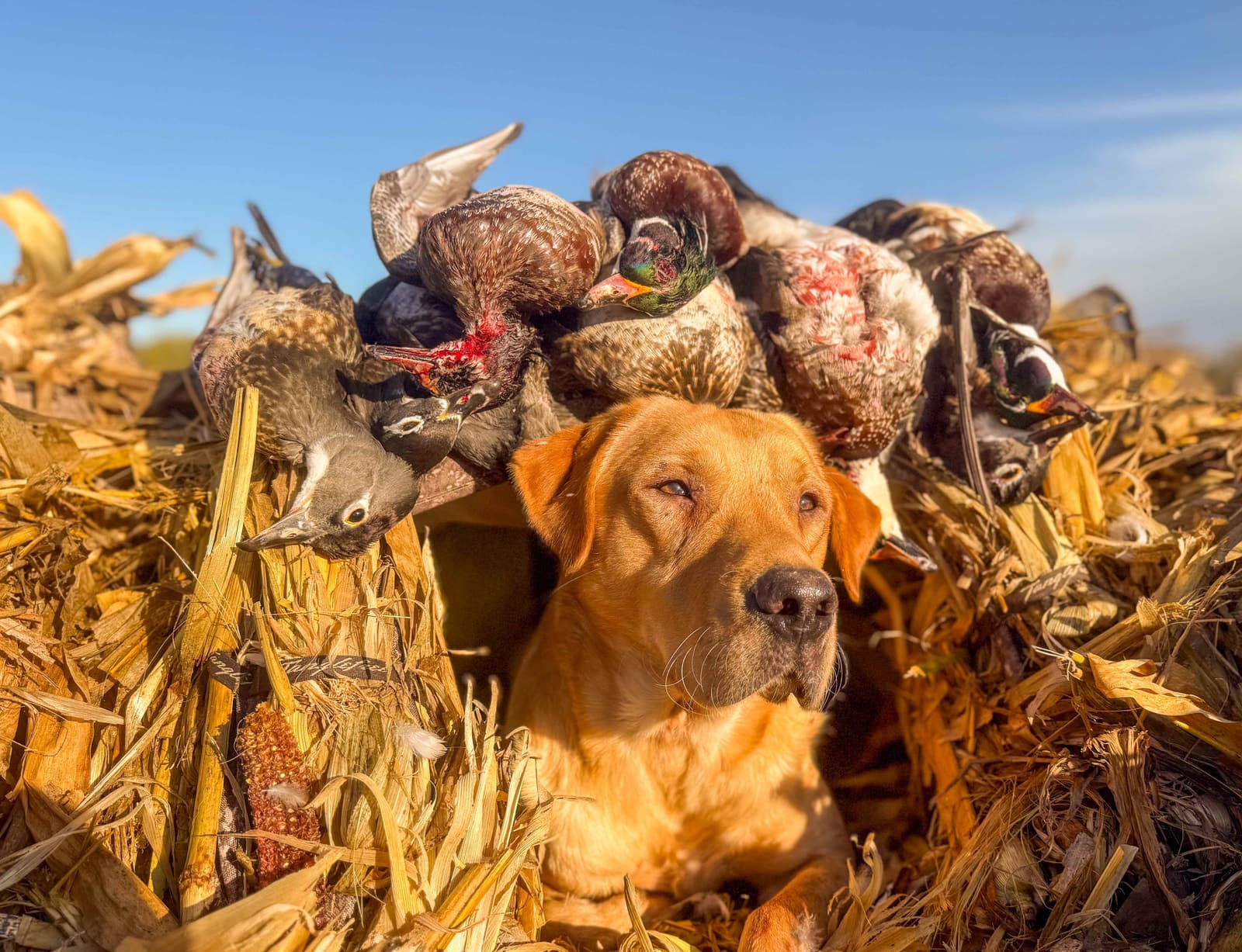 Yellow Labrador resting in a corn blind beneath the morning's wood ducks